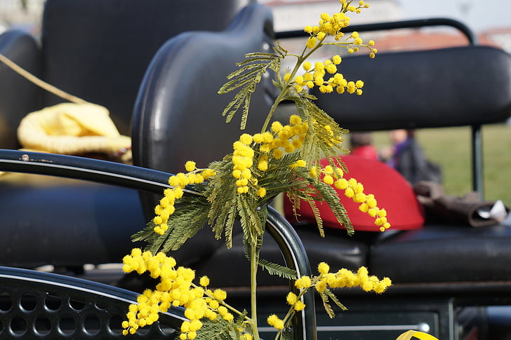 mimosa, women's party, branch, twig, flowers, yellow, inflorescence
