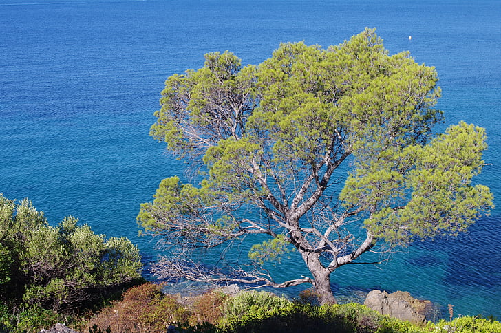 Sydfrankrig, havet, La croix valmer, natur, Frankrig, Provence, Côte d'azur