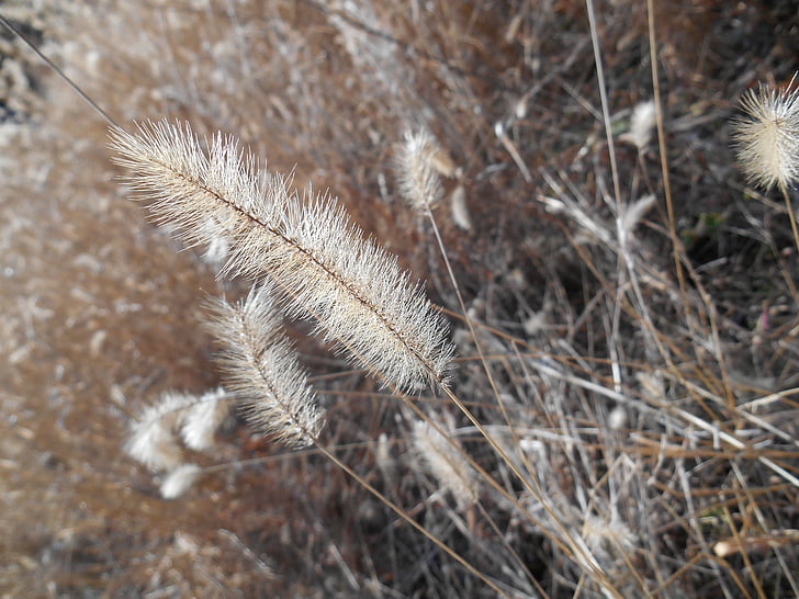 erva daninha, Setaria viridis, me, Poaceae