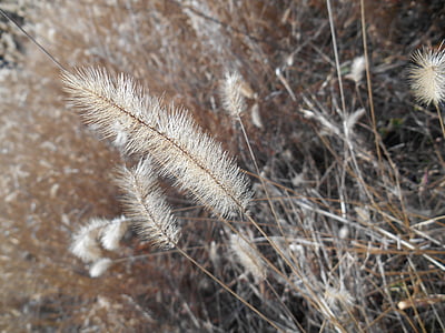 ζιζανίων, setaria viridis, μου, Poaceae