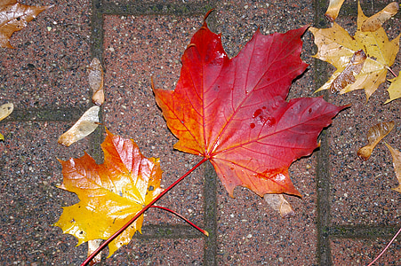 podzim, listy, Příroda, mokrý, padajícího listí, barevný podzim, zlatý podzim