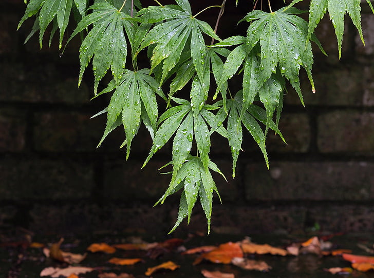 Acer, érable, feuilles, feuille, Wet, pluie, goutte à goutte
