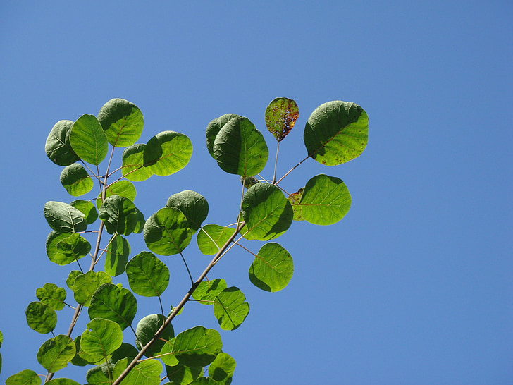 Cotinus, smoketree comune, cielo blu, foglie verdi, estate, alberi, natura