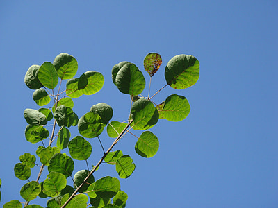 smoketree, gemeenschappelijke smoketree, blauwe hemel, groene bladeren, zomer, bomen, natuur