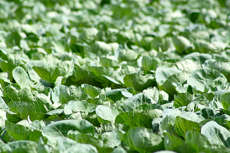 cabbage, farm, food, agriculture, harvest, plant, vegetable