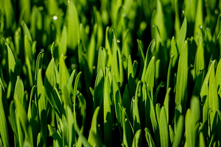 makro, rumput, rumput gandum, tetes embun, hijau, warna hijau, pertumbuhan