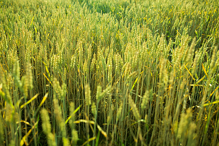wheat, field, grass, farm, country, farmland, agriculture