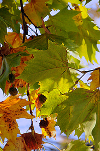 prazniki, jeseni, v jeseni, jesensko razpoloženje, listje, zelena, sezona