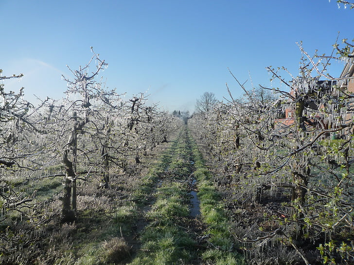 Apfelplantage, Apfelbaum, Eis, Frost