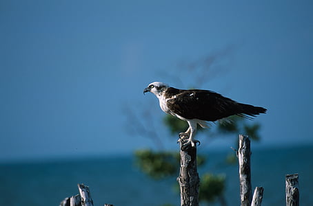 osprey, perched, pole, predator, bird, nature, wildlife