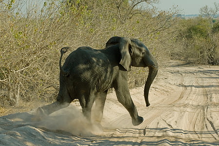 elefánt, Makgadikgadi mocsár, Botswana