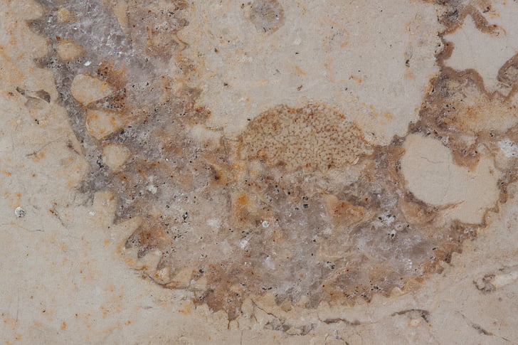 petrificação, nautilus fóssil, fósseis, Lajes de pedra calcária de Solnhofen, pedra calcária, Jura, superfície polida