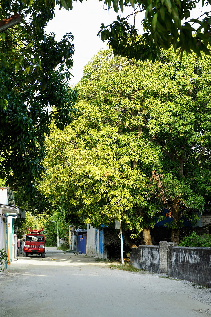 cesta, Maledivy, Addu atoll, exotické, ulice, strom, venku