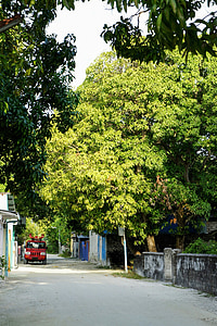 carretera, Maldivas, Atolón Addu, exóticos, calle, árbol, al aire libre