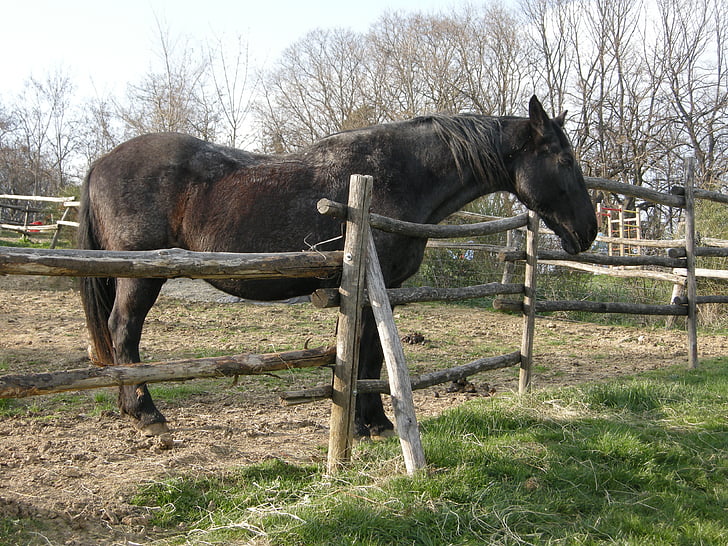 horse, farm, black horse