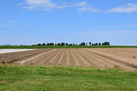 Giacimento dell'asparago, agricoltura, estate, orizzonte, visione, paesaggio, campo