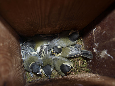 young great tits, spring, nest box