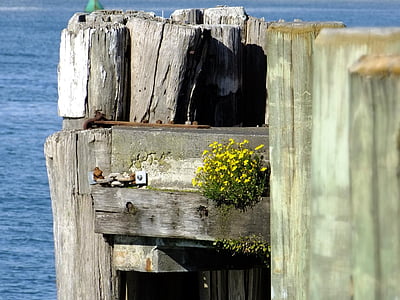 Kai, Meer, Pier, Dock, Landschaft, aus Holz, im freien