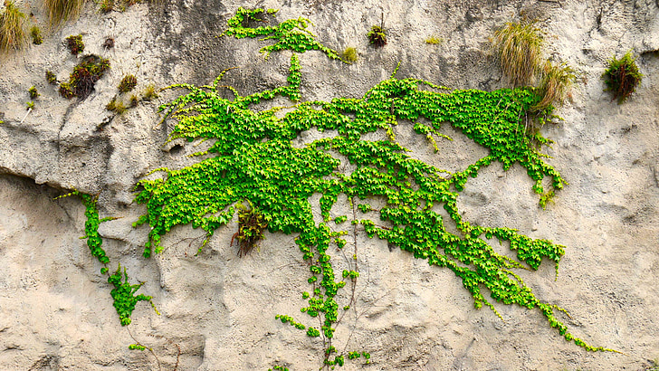 Ivy, hijau, daun hijau, anggur, batu