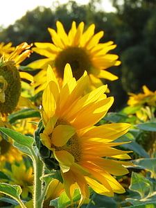 sun flower, field, sunflower field, yellow, summer, flower, flowers