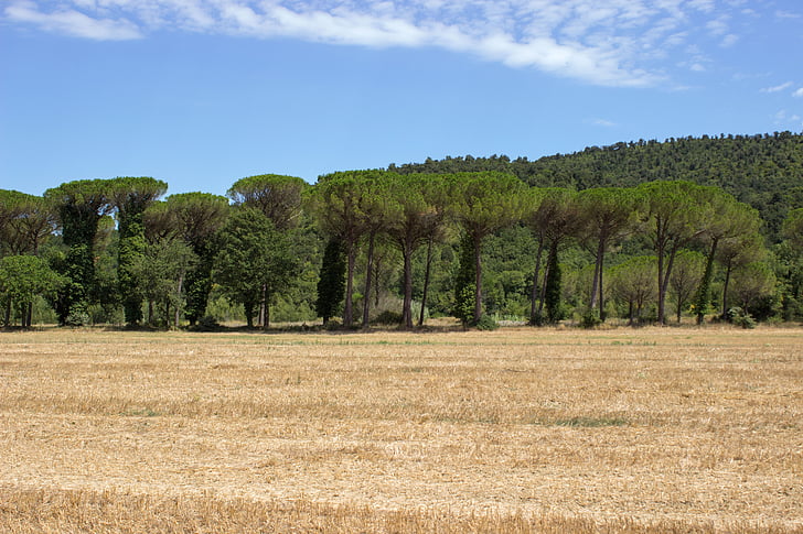 Toscana, querceto, maastik, metsa, väljad, meeleolu, suvel