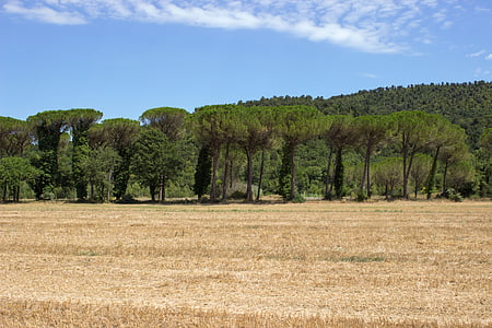Тоскана, Querceto, пейзаж, лес, поля, настроение, Лето