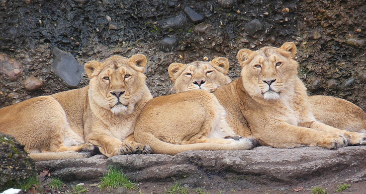 lioness, animal, zoo, cat, wild
