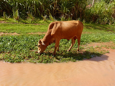 vaca, Rio, procurar, bebida, água, marrom, fazenda