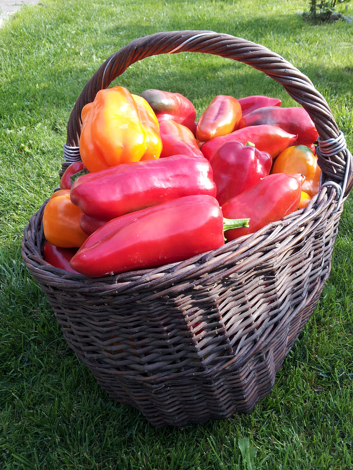 pepper, vegetable garden, basket, harvest, red pepper, vegetable, food