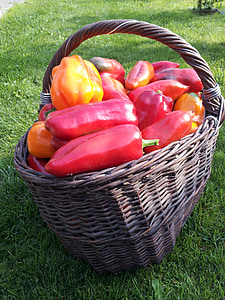 pimenta, Horta, cesta, colheita, pimenta vermelha, vegetal, comida