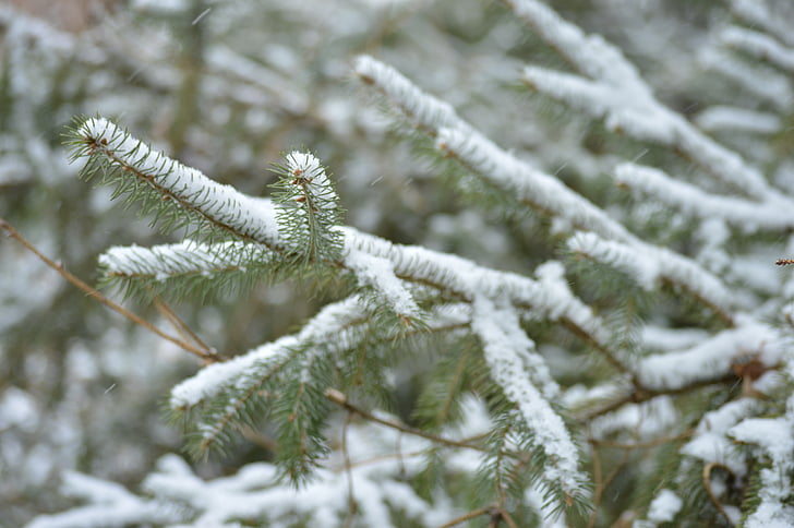 branches, evergreen, needles, winter, branch, tree, fir