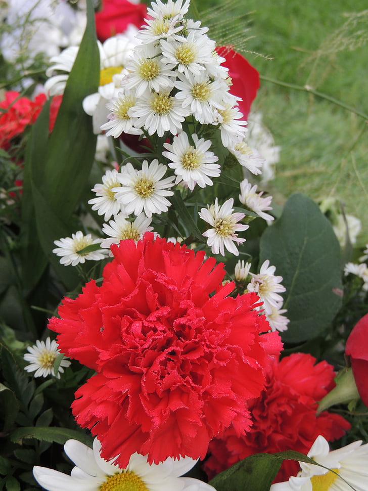 thực vật, sự sắp xếp hoa, sắp xếp, Hoa, Hoa cẩm chướng, màu đỏ, trắng