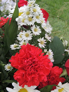Flora, blomsterarrangemang, arrangemang, blommor, nejlika, röd, vit