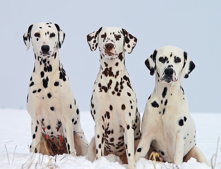 dalmatian, dogs, portraits, pets, domestic, canine, sitting