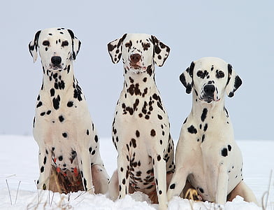 Dalmatiër, honden, portretten, huisdieren, binnenlandse, Canine, vergadering