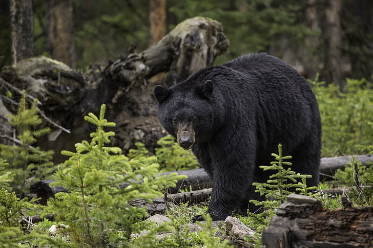 black bear, woods, wild, wildlife, outdoors, nature, predator