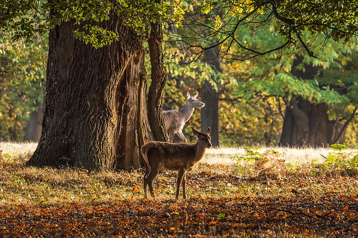 rusa, musim gugur, pohon, Windsor, Inggris, pohon, satu binatang