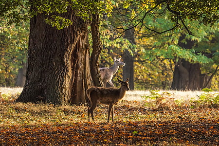 Jeleń, jesień, drzewa, Windsor, Anglia, drzewo, jedno zwierzę