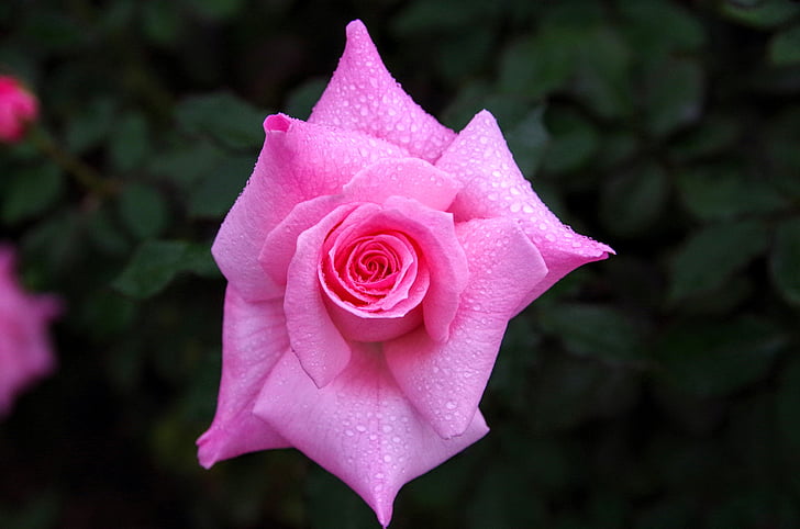 rose, shizuku, rain, japan, flowers, pink, natural