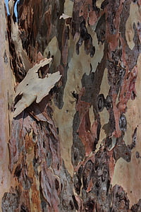 corteza, madera, tronco, bosque, árbol, textura