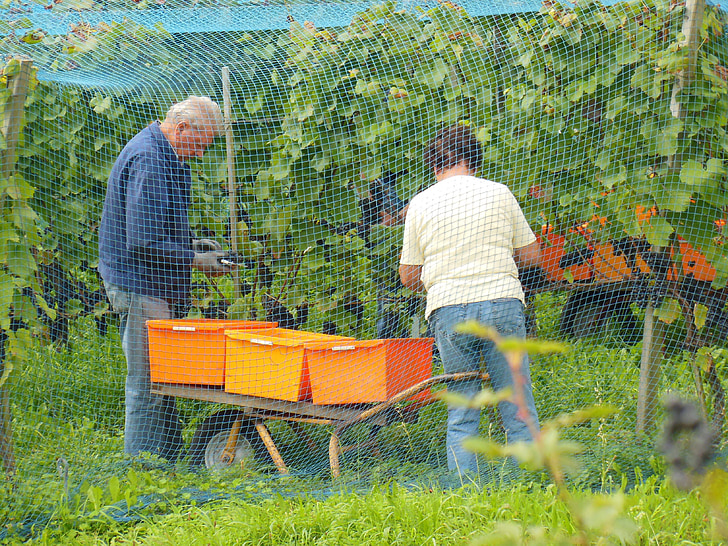 Reichenau-sziget, Vintage, Bodeni-tó, bor betakarítás, ősz, szőlő