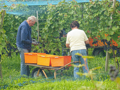 Isla de Reichenau, Vintage, Lago de Constanza, cosecha del vino, otoño, uvas