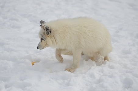arctic, fox, animal, mammal, wild, wilderness, winter