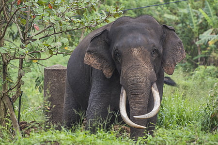 大象, 斯里兰卡, 长鼻, 动物园, 獠牙, 大, 自然