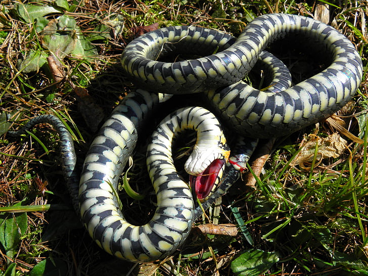 grass snake, snake, forest, litter, nature, protected, białowieża forest