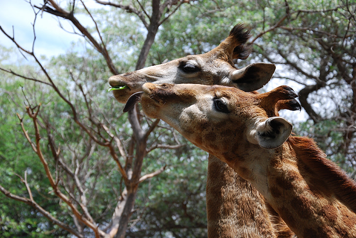 Giraffe, animali, teste, alto, Sud Africa, mangiare, mammiferi