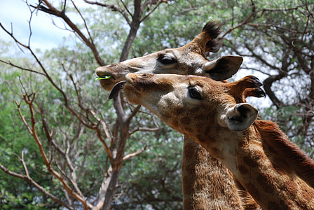 giraffes, animals, heads, tall, south africa, eating, mammals