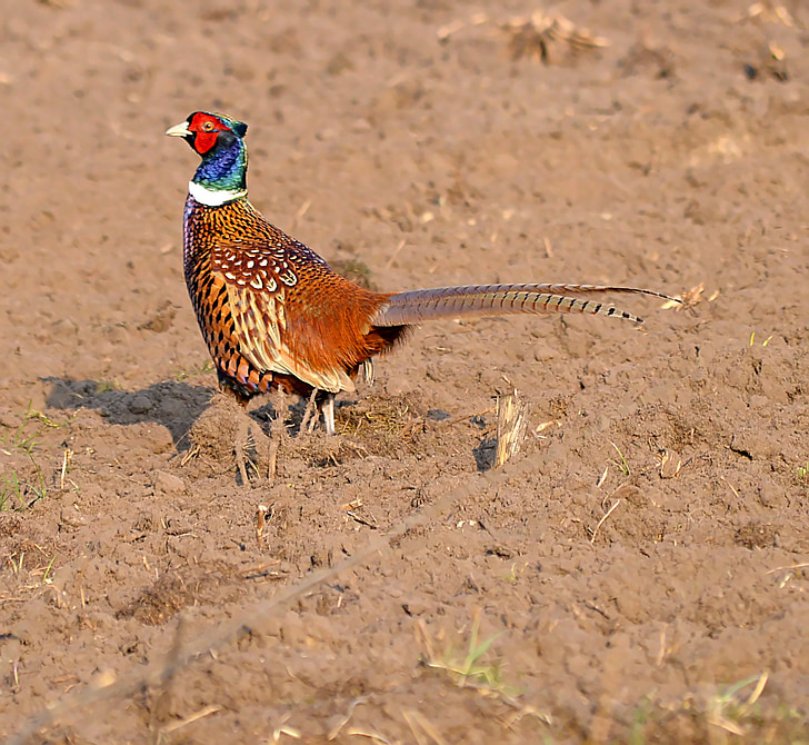 hunting pheasant, colorful, gorgeous, forest, bird, feather, nature