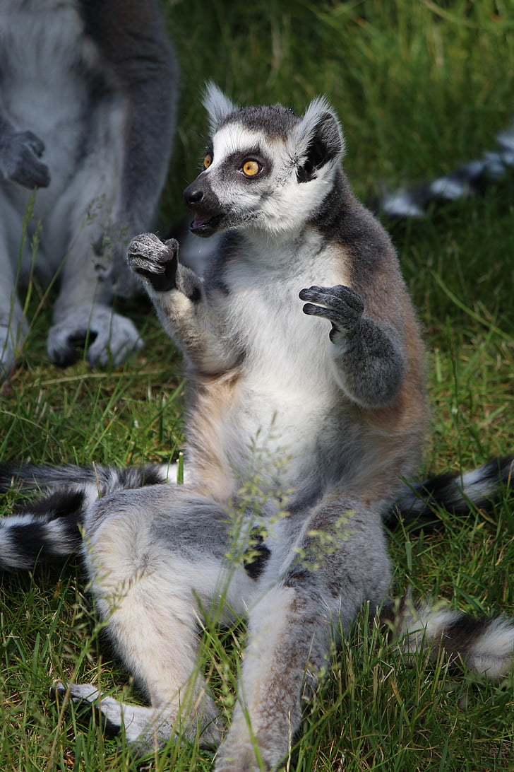 Ring tailed lemur, lemur, primater, Madagaskar, arter av primate, lemur catta, prosimians