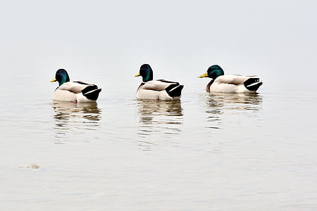 патици, екип, трио, зеленоглава патица, три, вода птица, птица
